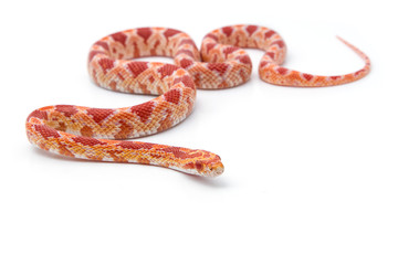 Fototapeta premium corn snake on a white background