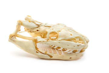Naklejka premium Snake skull on white background