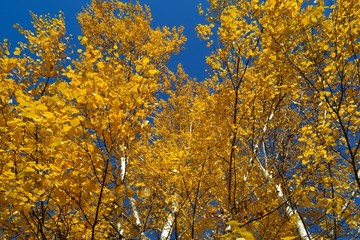 tree on blue sky background