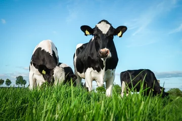 Selbstklebende Fototapete Kuh Schwarzbunte Rinder auf einer Weide am Abend