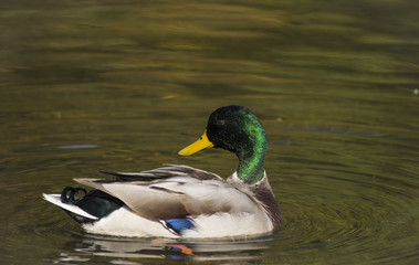 Obraz premium Mallard on the water