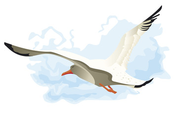 Mouette volant avec le vent