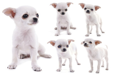 Adorable chihuahua dog isolated on white