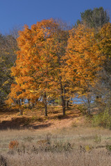 Orange foliage against deep blue sky, Mansfield Hollow, Connecticut.