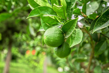 Lemon tree with fruits 