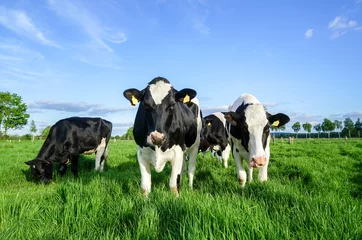 Fotobehang Koe Holstein-runderen op de weide