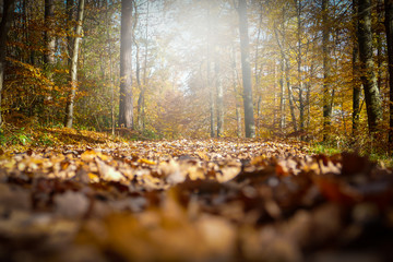 Waldweg im Herbst mit goldener Blattfärbung