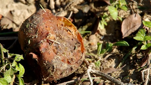 Flies and Hornet on rotten vegetables in the garden
