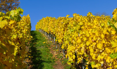 Naklejka premium Weinstöcke im Herbst