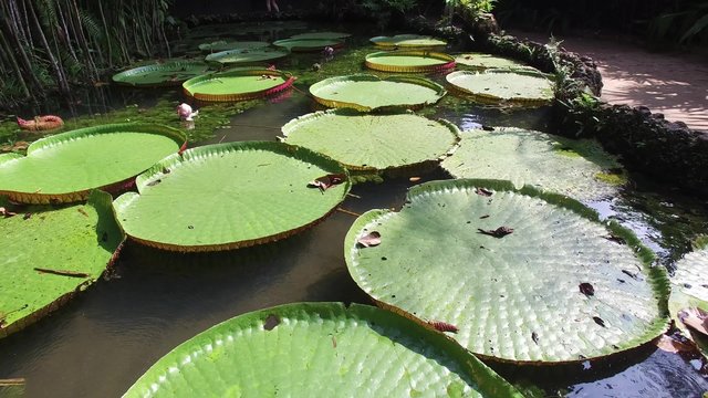 Flower of the Victoria Amazonica, or Victoria Regia, the largest aquatic plant in the world in Belem do Para, Brazil
