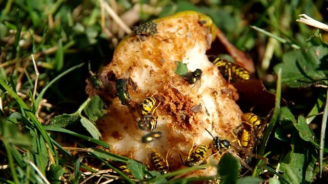 Flies and wasps on rotten fruit in the garden
