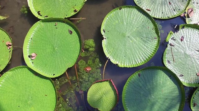 Flower of the Victoria Amazonica, or Victoria Regia, the largest aquatic plant in the world in Belem do Para, Brazil