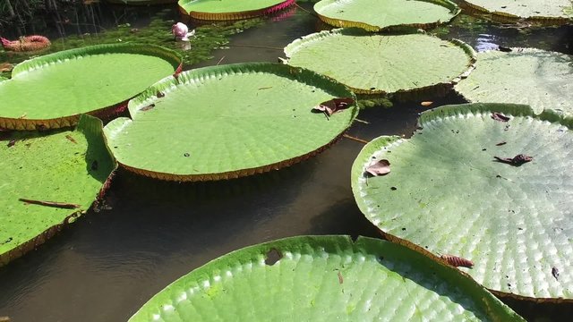 Flower of the Victoria Amazonica, or Victoria Regia, the largest aquatic plant in the world in Belem do Para, Brazil