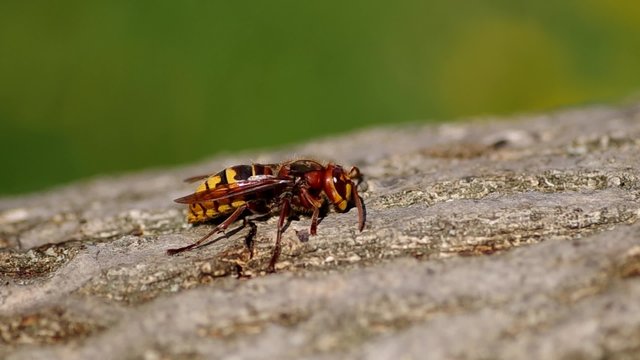 Hornet on a wooden bark and green background
