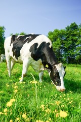 Holstein-Friesian Milchkuh auf der Weide