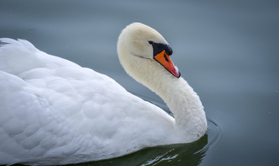 Obraz premium Mute swan (Cygnus olor). Close ups in his pond.