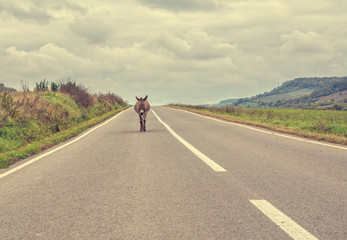 Vintage look of a lonely donkey walking on the highway on a cloudy autumn day. Concept for being lost, confused or loneliness