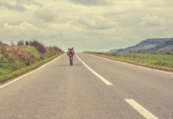 Crédence de cuisine en verre imprimé Âne Vintage look of a lonely donkey walking on the highway on a cloudy autumn day. Concept for being lost, confused or loneliness