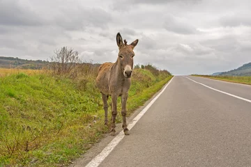 Foto auf Acrylglas Esel Einsamer Esel, der an einem bewölkten Herbsttag auf der Autobahn spazieren geht. Konzept für Verlorenheit, Verwirrung oder Einsamkeit