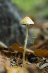 Mushroom photographed on the floor of a forest of chestnut trees.