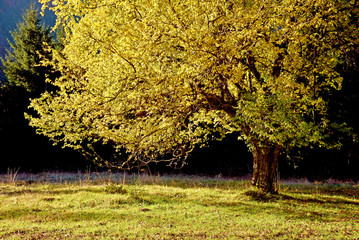 Beautiful landscape with lonely sunlit yellow tree at sunrise (o
