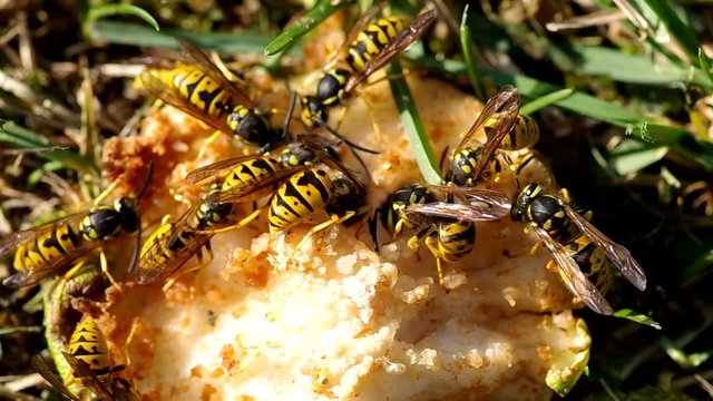 Wasps eat a pear in the garden in autumn

