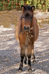 konik © Henryk Olszewski