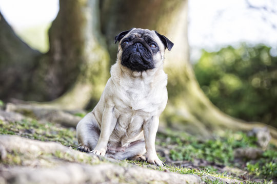 Hund, Mops, Portrait, drau&szlig;en