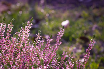 Beauty pink heather blossoming outdoor / botanic garden (color t