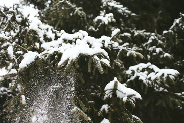 fir branches covered with snow