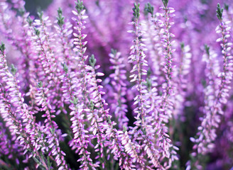 Obraz premium Beauty pink heather blossoming outdoor / botanic garden (color t