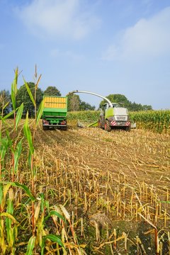 Maishäcksler und Erntewagen bei der Maisernte