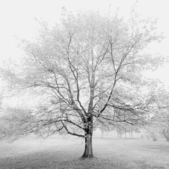 Fototapeta na wymiar Tranquil Tree