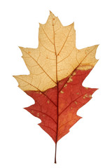 Autumn leaf. Colorful oak leaf isolated on white background.