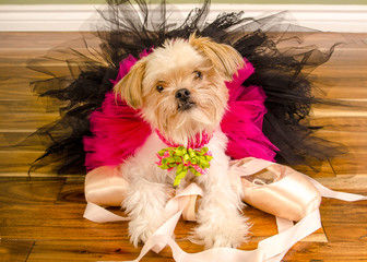 Ballerina Dog In Pink Tutu and Pointe Shoes