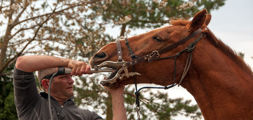 Equine dentist