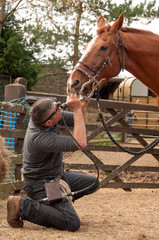 Equine dentist