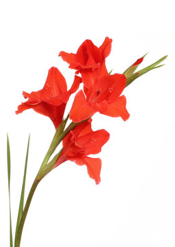 Gla&iuml;eul rouge