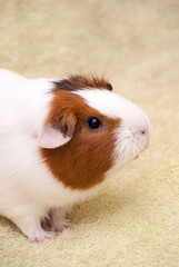 Guinea pig on a green background