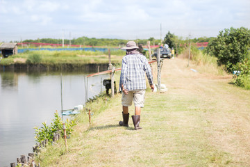 Fishermen walked around shrimp ponds