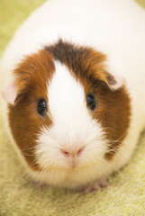 Guinea pig on a green background