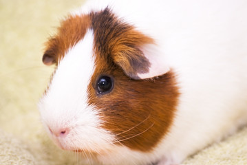 Guinea pig on a green background