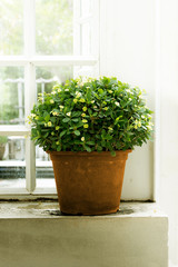 Fototapeta na wymiar Plants in pots side window