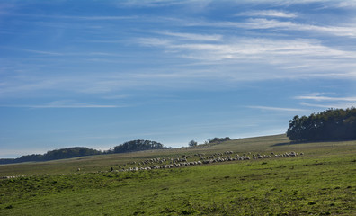 Flock of sheep grazing on a hill on a beautiful sunny day and the shepherd in the back