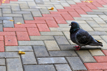 Obraz premium Rock pigeon in the autumn park