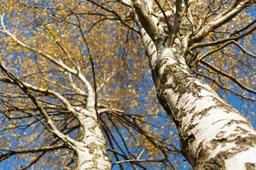Resztki jesieni na drzewach