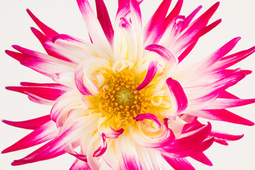Variegated pink and white dahlia close up