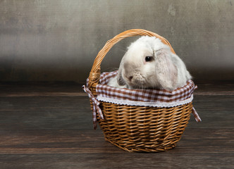 zwergkaninchen studio portrait
