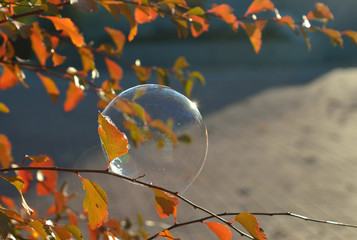A soap bubble on a branch with red leaves beautifully shimmers in the sun