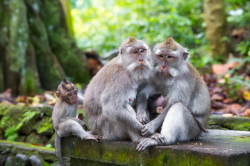 Naklejka na ściany i meble Family of long-tailed macaque (Macaca fascicularis) in Sacred Mo